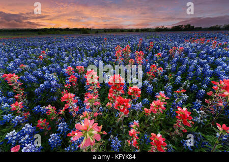 Wilde Blume Bluebonnet in Ennis City, Texas, USA, Sonnenuntergang, Dämmerung Stockfoto