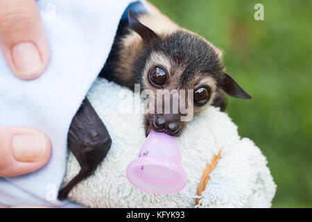 Spectacled flying-fox (pteropus conspicillatus). verwaiste Männliche in der Pflege: ca. 7 Wochen alt. Port Douglas Queensland Australien. Stockfoto