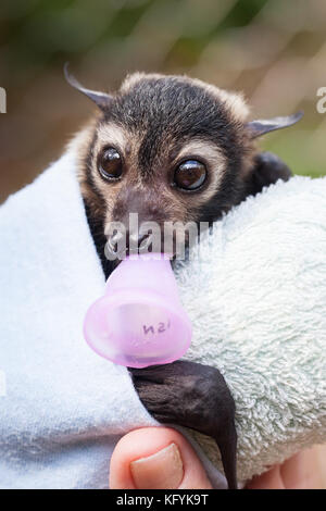 Spectacled flying-fox (pteropus conspicillatus). verwaiste Männliche in der Pflege: ca. 7 Wochen alt. Port Douglas Queensland Australien. Stockfoto