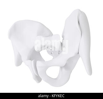 3D-Render Abbildung. Hüftknochen, Anatomie Konzept Stockfoto