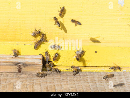 Nahaufnahme eines Bienenstockes - Bienen arbeiten - selektive Fokus Stockfoto