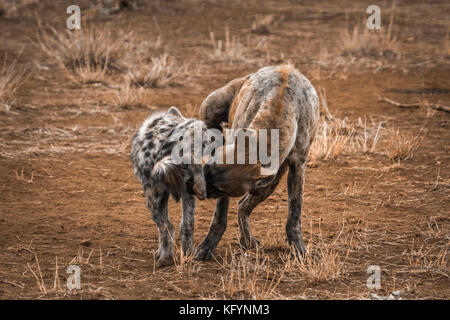 Tüpfelhyäne im Krüger Nationalpark, Südafrika; Gattung crocuta crocuta Familie von hyaenidae Stockfoto