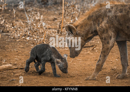 Tüpfelhyäne im Krüger Nationalpark, Südafrika; Gattung crocuta crocuta Familie von hyaenidae Stockfoto