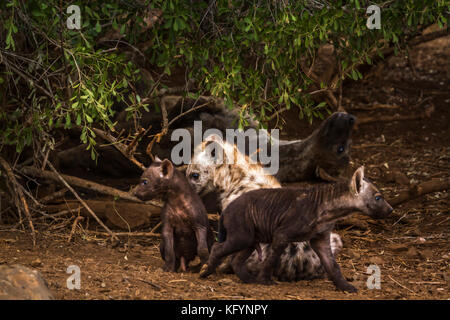 Tüpfelhyäne im Krüger Nationalpark, Südafrika; Gattung crocuta crocuta Familie von hyaenidae Stockfoto