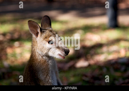 In Australien natuarl Park in der Nähe von Kangaroo in der Nähe von Bush Stockfoto