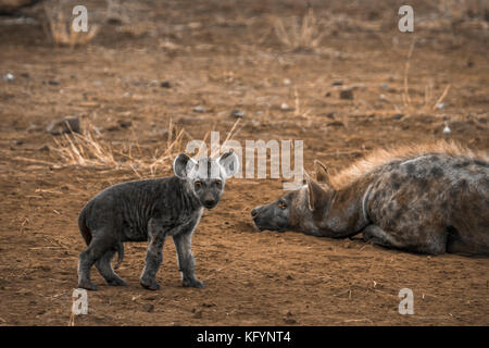 Tüpfelhyäne im Krüger Nationalpark, Südafrika; Gattung crocuta crocuta Familie von hyaenidae Stockfoto