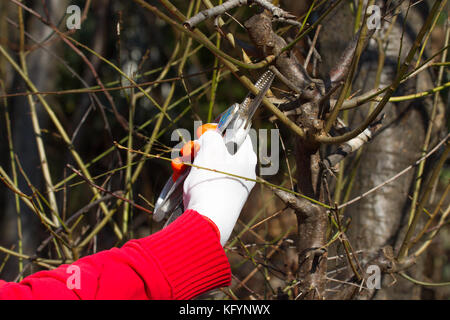 Gartenarbeit im Frühling Stockfoto