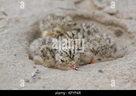 Nest der Flussseeschwalbe. der Vogel lebt auf dem Herd in der Nähe der Flüsse am Strand, desna River, in der Ukraine. Stockfoto