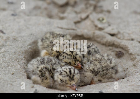 Nest der Flussseeschwalbe. der Vogel lebt auf dem Herd in der Nähe der Flüsse am Strand, desna River, in der Ukraine. Stockfoto