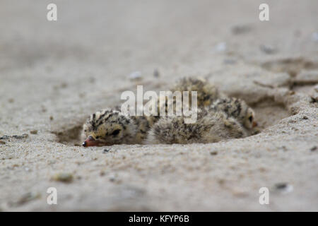 Nest der Flussseeschwalbe. Der Vogel lebt auf dem Herd in der Nähe der Flüsse am Strand, Desna River, in der Ukraine. Stockfoto