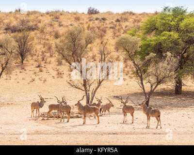 Ein bachelor Herde kudus und ein gemsbok an einem Wasserloch in der Kgalagadi Transfrontier Park, in der Kalahari Wüste, die straddles Südafrika Stockfoto