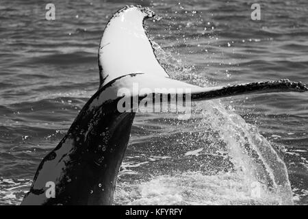 In Australien einen kostenlosen Wale im Ozean wie Konzept der Freiheit Stockfoto