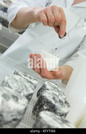 Ziegenkäse auf dem Bauernhof "La Ferme du Petit Quenneval" in Wirwignes (Nordfrankreich). Workshop, Ziegenkäse: Asche beschichtete Käse Stockfoto