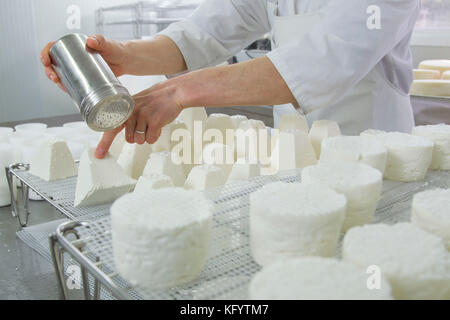 Ziegenkäse auf dem Bauernhof "La Ferme du Petit Quenneval" in Wirwignes (Nordfrankreich). Workshop, Ziegenkäse: Salzen Stockfoto