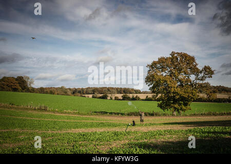 Gentleman schießen ein Fasan auf die angetriebene Schießen, Hampshire, England. Stockfoto