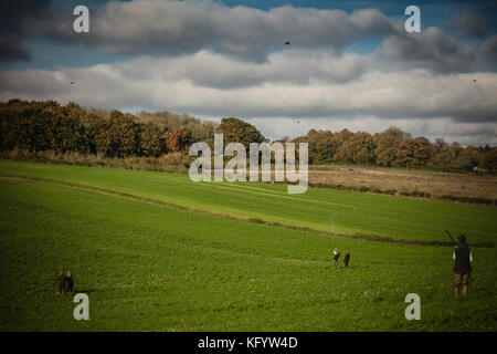 Herren im Tal schießen Fasane fliegen aus Holz, an der angetriebenen Spiel Schießen, Hampshire, England. Stockfoto