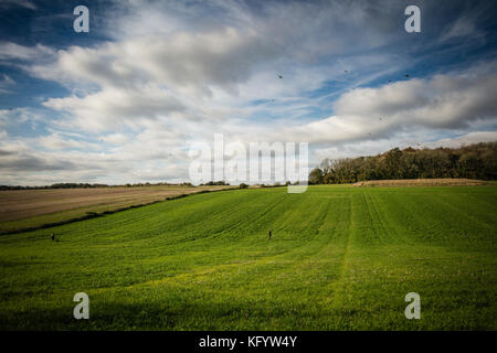 Herren im Tal schießen Fasane fliegen aus Holz, an der angetriebenen Spiel Schießen, Hampshire, England. Stockfoto