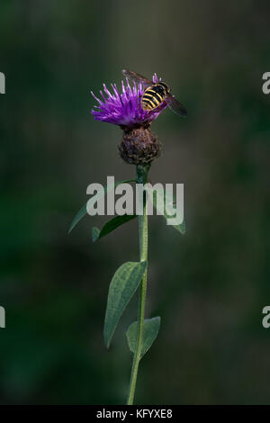 Eine Biene Landung auf einer Scottish thistle Stockfoto