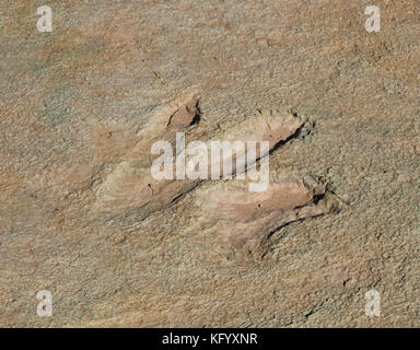 Dinosaur Footprint im Mill Canyon, Utah, USA Stockfoto