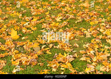 Herbst Landschaft. Der Teppich der gefallenen Ahornblätter Stockfoto