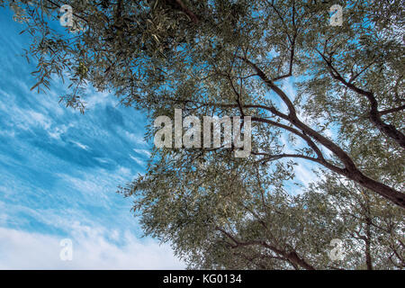 Unter dem Olivenbaum, Low Angle View der alten Obst Baumkrone im Orchard gegen den Himmel Stockfoto