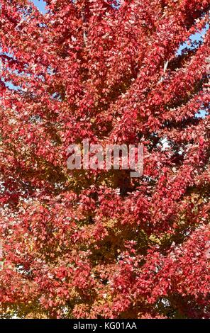 Rote Herbst Ahorn Blätter Stockfoto