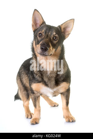 Schwedischer vallhund vor weißem Hintergrund Stockfoto