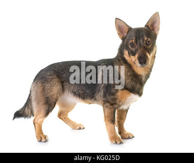 Schwedischer vallhund vor weißem Hintergrund Stockfoto