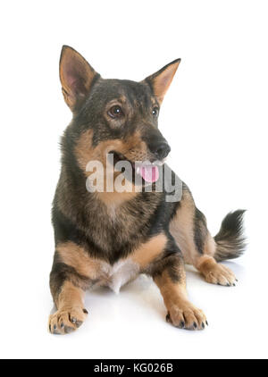 Schwedischer vallhund vor weißem Hintergrund Stockfoto