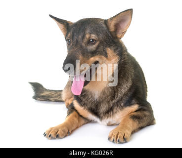 Schwedischer vallhund vor weißem Hintergrund Stockfoto