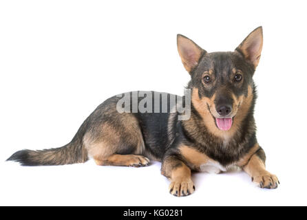 Schwedischer vallhund vor weißem Hintergrund Stockfoto