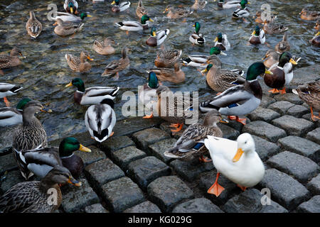 Enten, die auf dem Peakhole Water in Castleton Derbyshire, England, paddeln, Vögel Natur am Flussufer Wildvögel Mallard-Enten Stockfoto