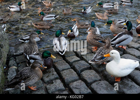 Enten Wildvögel paddeln auf Peakshole Water Castleton Derbyshire England, Vögel am Flussufer Natur Mallard Ducks Wildtiere Stockfoto