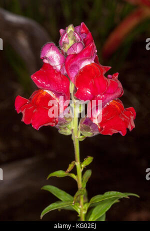 Leuchtend roten Blüten der jährlichen Snapdragon, Antirrhinum majus, auf dunklem Hintergrund Stockfoto