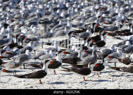 Eine große Schar von Vögeln, Skimmern und Möwen fliegen von einem Florida Beach aus. Stockfoto