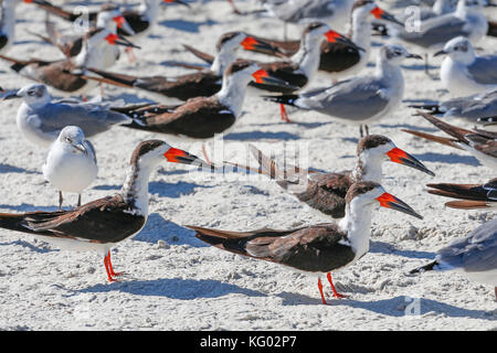 Eine große Schar von Vögeln, Skimmern und Möwen fliegen von einem Florida Beach aus. Stockfoto