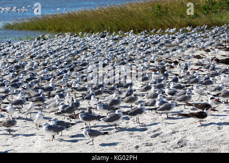 Eine große Schar von Vögeln, Skimmern und Möwen fliegen von einem Florida Beach aus. Stockfoto