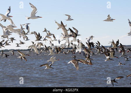 Eine große Schar von Vögeln, Skimmern und Möwen fliegen von einem Florida Beach aus. Stockfoto