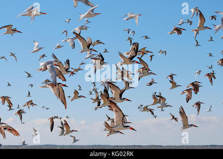 Eine große Schar von Vögeln, Skimmern und Möwen fliegen von einem Florida Beach aus. Stockfoto