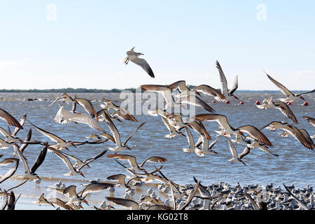 Eine große Schar von Vögeln, Skimmern und Möwen fliegen von einem Florida Beach aus. Stockfoto