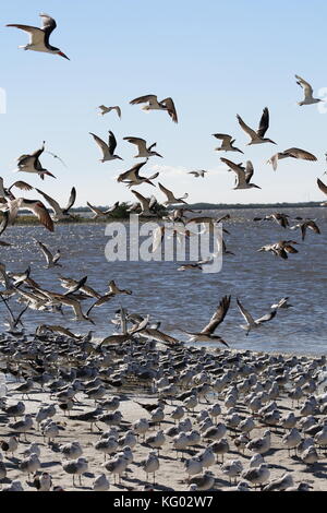 Eine große Schar von Vögeln, Skimmern und Möwen fliegen von einem Florida Beach aus. Stockfoto