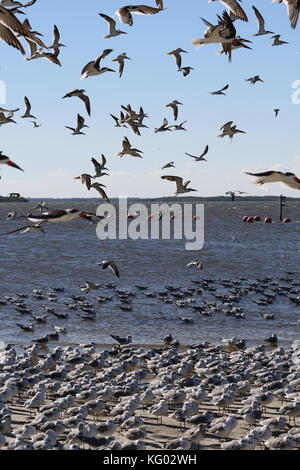 Eine große Schar von Vögeln, Skimmern und Möwen fliegen von einem Florida Beach aus. Stockfoto