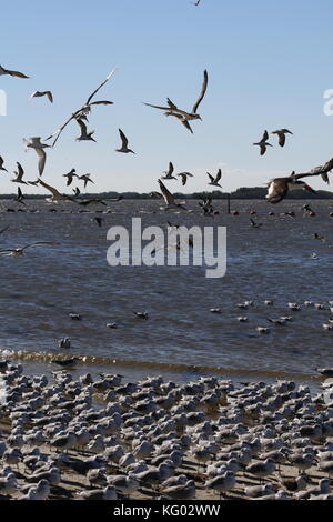 Eine große Schar von Vögeln, Skimmern und Möwen fliegen von einem Florida Beach aus. Stockfoto