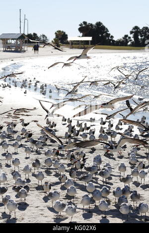 Eine große Schar von Vögeln, Skimmern und Möwen fliegen von einem Florida Beach aus. Stockfoto