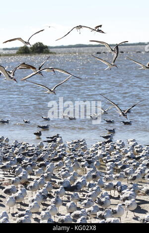 Eine große Schar von Vögeln, Skimmern und Möwen fliegen von einem Florida Beach aus. Stockfoto