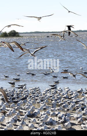 Eine große Schar von Vögeln, Skimmern und Möwen fliegen von einem Florida Beach aus. Stockfoto