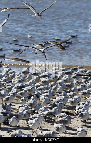 Eine große Schar von Vögeln, Skimmern und Möwen fliegen von einem Florida Beach aus. Stockfoto