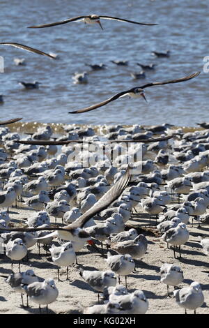 Eine große Schar von Vögeln, Skimmern und Möwen fliegen von einem Florida Beach aus. Stockfoto
