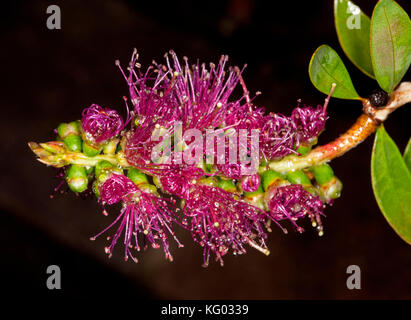 Schöne tiefe rote Blume und grüne Blätter von callistemon "Burgundy Jack", eine australische einheimische Pflanze, bottlebrush, auf dunklem Hintergrund Stockfoto