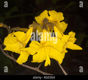 Cluster von goldgelben Blüten von Tabebuia chrysotricha, Trompete Baum, auf dunklem Hintergrund in der Australischen Garten Stockfoto